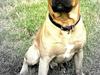 Blanding af racer Mastiff/ Amerikansk Bulldog - Rollo [ Himmelhund]