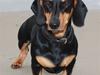 Gravhund Demitri [ Himmelhund]