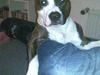 Amerikansk staffordshire terrier Sika