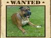 Staffordshire bull terrier Dora (ikk min mere) [Tidl. hund]