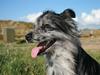 Pyrenæisk hyrdehund Coby Blue