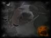 Amerikansk staffordshire terrier Goldie