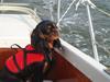 Cavalier king charles spaniel Blue Magic Nikky Lee RIP 30-6 2017