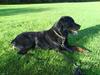 Rottweiler Zenta