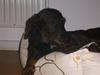 Gravhund Molly
