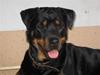 Rottweiler Rot-Dot´s Duna