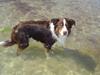 Border collie Olly 