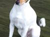 Dansk svensk gaardhund Speedy