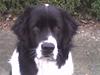 Landseer , Panda 