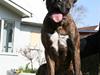 Boxer Emma