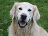 Golden retriever Gibbo