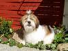 Blanding af racer Teddy *2006-2011* [ Himmelhund]