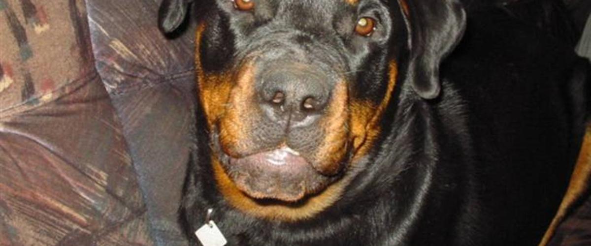 Rottweiler fie 2004 en rigtig dejlig hund som kan&hellip;
