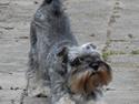 Dvaergschnauzer Muffe