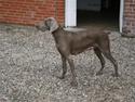 Weimaraner Aica