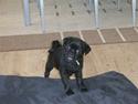 Blanding af racer 75% mops Dalton...