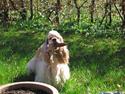 Amerikansk cocker spaniel Nellie