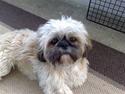Shih tzu emmma