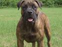 Boerboel BOELSPLAAS AGNES
