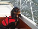 Cavalier king charles spaniel Blue Magic Nikky Lee RIP 30-6 2017