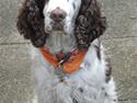 Engelsk springer spaniel Bølle  R.I.P.