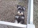Dvaergschnauzer Baloo