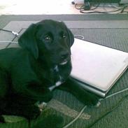 Blanding af racer Sofus