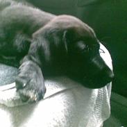 Blanding af racer Sofus