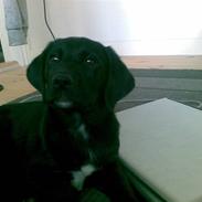 Blanding af racer Sofus