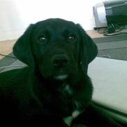 Blanding af racer Sofus