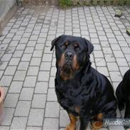 Rottweiler Chica