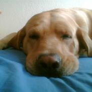 Labrador retriever Simba *R.I.P*