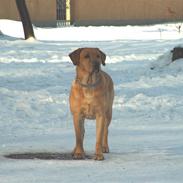 Labrador retriever Simba *R.I.P*