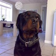 Rottweiler arron