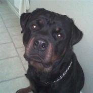 Rottweiler arron