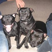 Staffordshire bull terrier Rosa