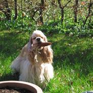 Amerikansk cocker spaniel Nellie