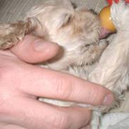 Amerikansk cocker spaniel Nellie