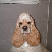 Amerikansk cocker spaniel Nellie