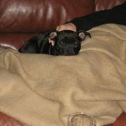 Staffordshire bull terrier Rosa