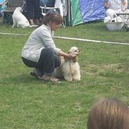 Amerikansk cocker spaniel Nellie