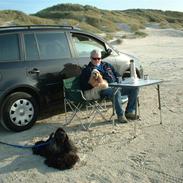 Amerikansk cocker spaniel Nellie