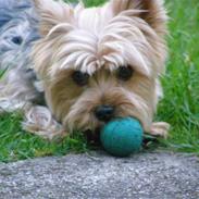 Yorkshire terrier Mille