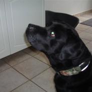 Labrador retriever Burre. aflivet d.27/04 09