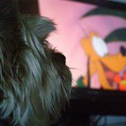 Yorkshire terrier Mille