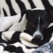 Dansk svensk gaardhund Pjevs - SOLGT /: