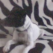 Dansk svensk gaardhund Pjevs - SOLGT /: