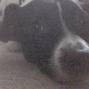 Dansk svensk gaardhund Pjevs - SOLGT /: