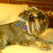 Dvaergschnauzer Muffe