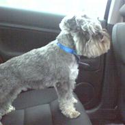 Dvaergschnauzer Muffe